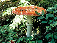 20061119-3s.jpg