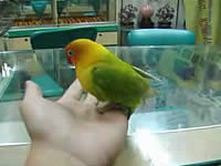 手乗りインコの手淫タイム