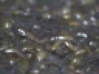 洞窟内に生息する何万匹ものゴキブリ（微グロ注意）