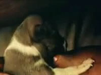 人間の母乳を飲む犬