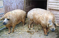 ブタとヒツジを掛け合わせたようなモコモコブタさん