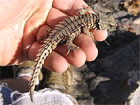 トゲトゲがカッコいいトカゲちゃん