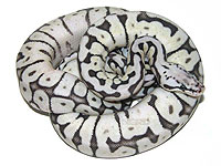 美しい両生類と爬虫類に萌えるスレ