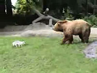 クマに挑戦するキツネさん