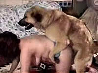 【リンク切れ】犬にアナルを犯される獣姦アナル動画