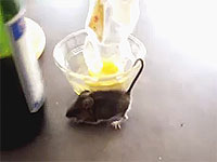 ネズミ「引っ掛かってしまったでチュー…」