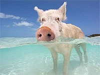 豚ちゃんの夏っぽいグラビア画像集