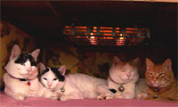20100319-3s.jpg