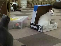 うっかり箱の中にしまわれた白猫ちゃん