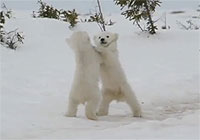 もふもふホッキョクグマレスリング