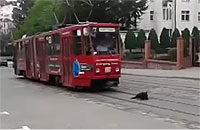 電車の進路妨害をするのろま犬