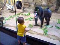 幼児にケツを見せつけるマンドリル