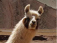 リャマがこちらを見ながら横切る決定的瞬間