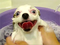 風呂に入ってる犬の顔が何か凄いことになってるんだが