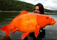 超・巨大な金魚がアメリカで続々と見つかる