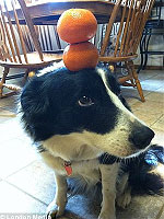 犬のゼルダは頭に物を乗せるのが得意です