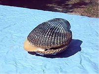 周りの塩をベロリと舐めとる貝