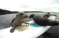 サーフボードに乗り上げようと奮闘するアザラシ