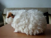 羊みたいにモフモフしてるモルモット