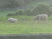 ヒツジVSウシの頭突き対決