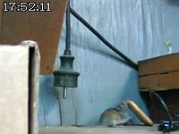 自分より大きなクラッカーを巣に持って帰りたいネズミvs段差