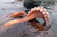 とっても大きなタコが釣れました