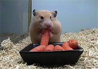 はむはむ...むしゃむしゃ...顔の形が変わるまで食べ物を詰め込むハムスター