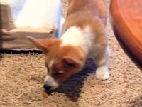 何これ酸っぱい！レモンキャンディと戦うコーギー