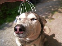 ヘッドマッサージをされて恍惚の表情になるシベリアンハスキー