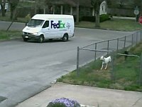 車が大好きな犬が見た悲劇