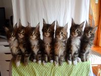 脅威のシンクロ率で首を振る７匹の子猫