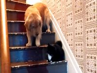 犬「猫が怖くて階段を降りれないッス...」
