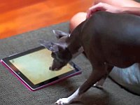 iPadに夢中になってしまった犬たち
