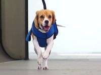 落し物、届けるワン！ 空港で活躍するスーパードッグ