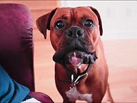 飼い主に怒られて反論している犬たちの動画