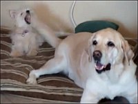 デカ犬の尻尾フリで連続ビンタされるチビ犬