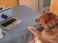 ネットで犬が遊ぶ動画を見て一緒に遊びたいと思う犬