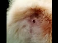 吠えると尻穴がヒクヒクしてしまうコーギー犬