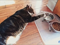 あ～面倒くせぇにゃ！ぐうたらな格好で水を飲む猫たち