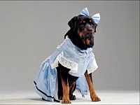 可愛い衣装を着て怒っている犬たち