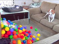 つまらなそうにしている犬に1,000個のカラーボールをプレゼントしてあげた
