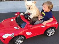 助手席に男の子を乗せてオモチャのクルマを走らせる犬の運転手さん