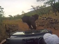 象に追いかけられるジープ