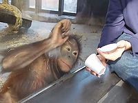 オランウータンにマジックを披露した結果ｗｗｗ