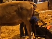 寝ていると頭に牛のクソをひり出されるイタズラ