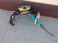 ナイフを振りまわすカニ