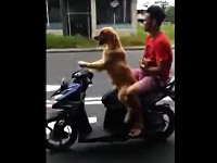 バイクを運転する犬