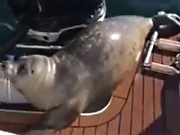 助けを求めていきなりボートにあがってくるアザラシ