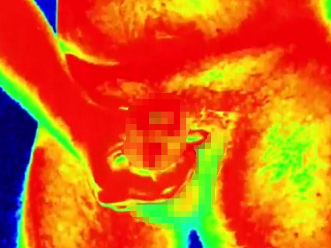 マスターベーションしている様子をサーモグラフィで見るとこんな感じ