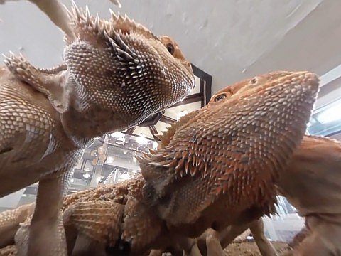 フトアゴヒゲトカゲのお食事風景